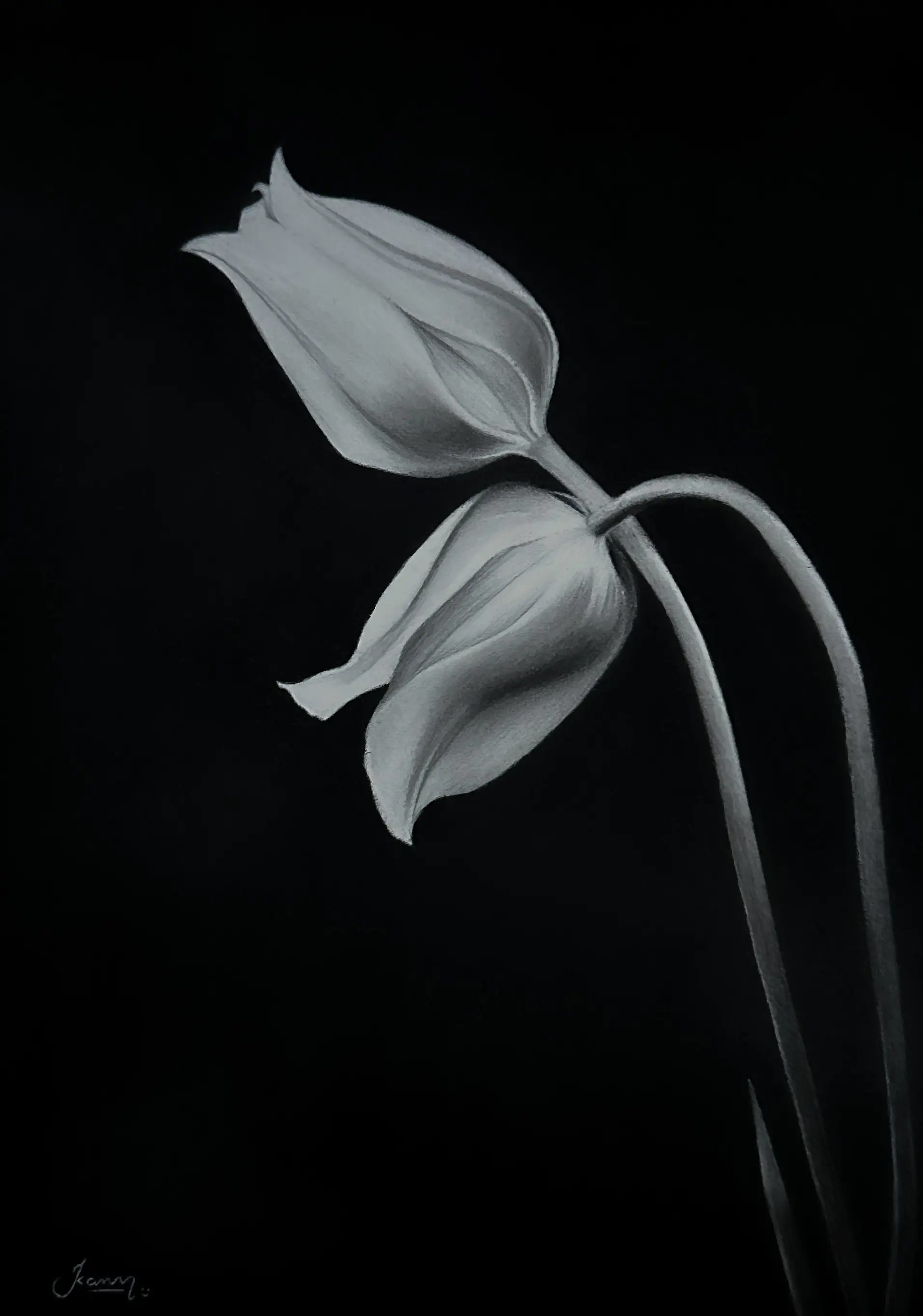 Whispers of Bloom